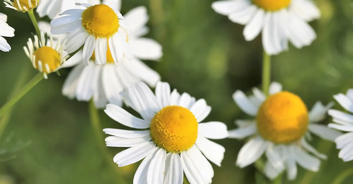 Chamomile